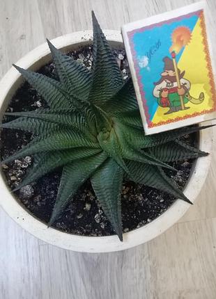 Хавортія лымыфолія haworthia limifolia суккулент 2