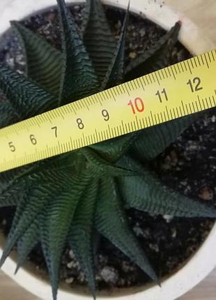 Хавортія лымыфолія haworthia limifolia суккулент 3