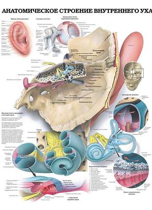 Плакат а3. анатомічна будова внутрішнього вуха