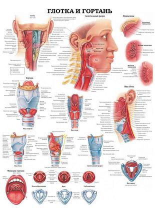 Плакат а3. глотка та гортань