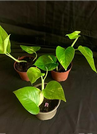 Епіпремнум aureum 3