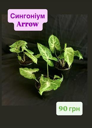 Сингоніум arrow