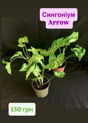 Сингоніум arrow