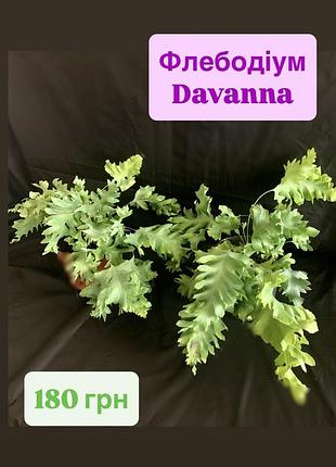 Флебодіум davanna