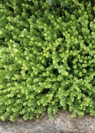 Седум очиток їдкий єллоу квін (sedum acre yellow queen)