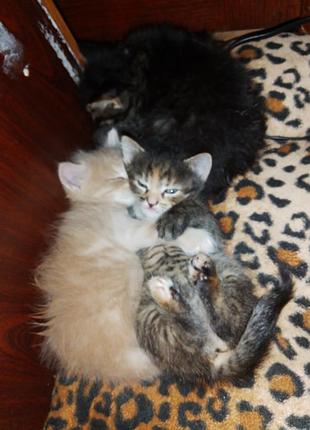 Котики милые
