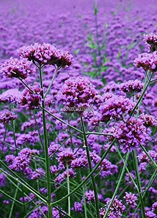 Вербена бонарська (verbena bonariensis).