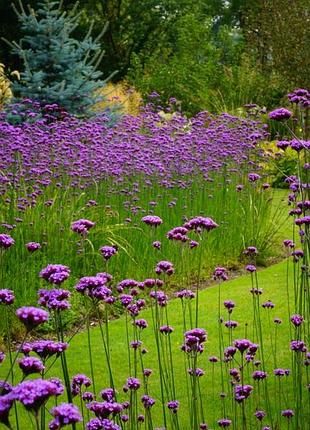 Вербена бонарська (verbena bonariensis).3 фото