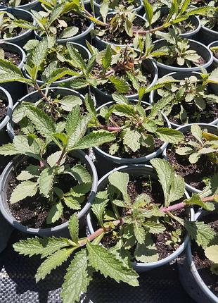 Вербена бонарська (verbena bonariensis).5 фото