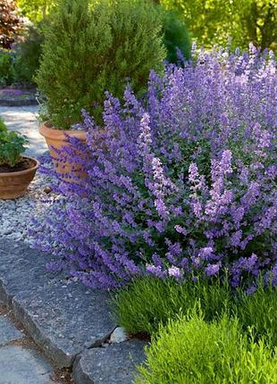 Котовника фассена six hills giant / nepeta faassenii 'six hills giant'