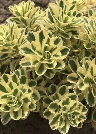 Очиток атлантіс (sedum 'atlantis')