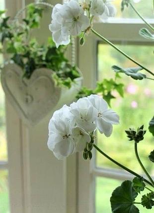 Пеларгонія