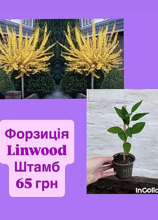 Форзиція linwood штамб