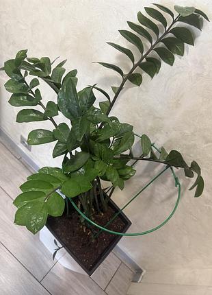 Заміокулькас продам 2