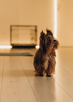 Бівер тер'єр (biewer terrier)