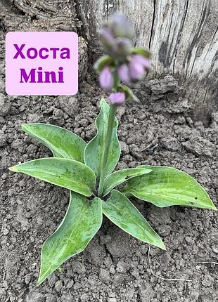 Набір хост, 6 сортів 2