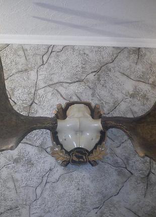 Рога лося на дерев’яній різній дошці