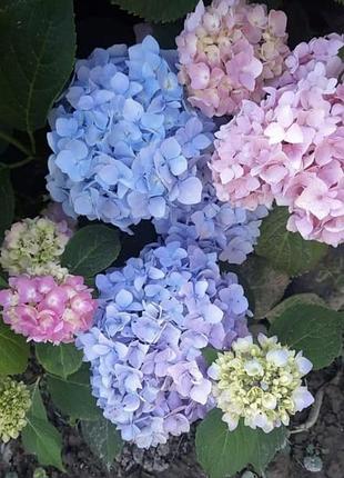 Красуня гортензія хамелеон🌸🌸🌸 2