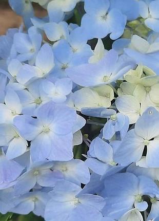 Красуня гортензія хамелеон🌸🌸🌸