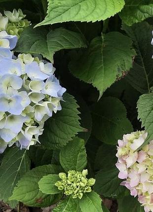 Красуня гортензія хамелеон🌸🌸🌸 5