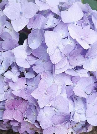Красуня гортензія хамелеон🌸🌸🌸 4