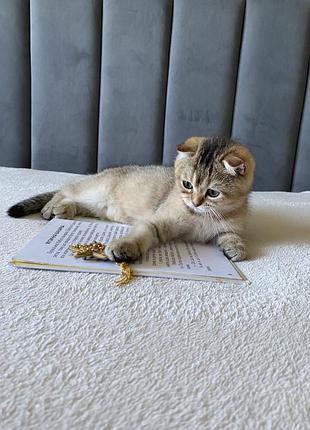 Шотландская фиксация золотая шиншила