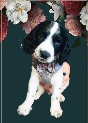 Привязь шлейка для малыша wainwright's