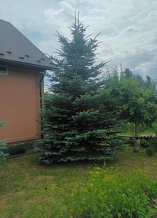Голубые елки 4