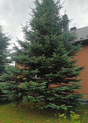 Голубые елки 3