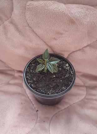 Пеперомія рожева