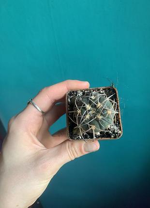 Кактус gymnocalycium spegazzinii гімнокаліціум сукулент