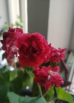 Пеларгонія розебудна, доросла рослина.