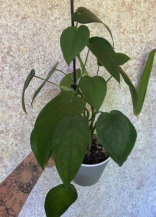 Кімнатні квіти