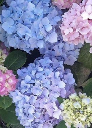 Красуня гортензія хамелеон🌸