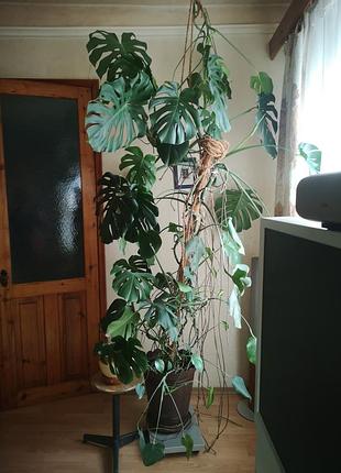 Монстера 30 років