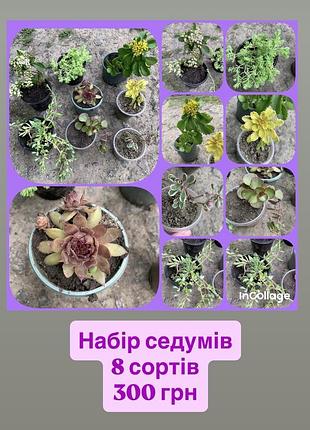 Набір седумів, очітків, 8 сортів