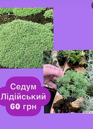 Седум лідійський