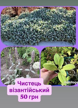 Чистець візантійський, заячі вушка