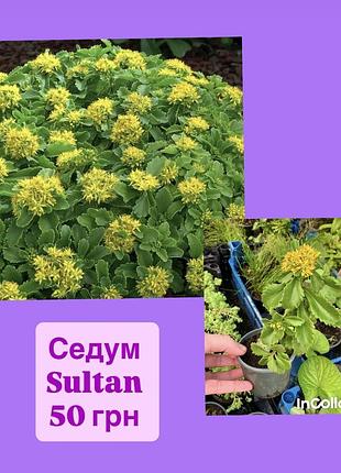 Седум sultan