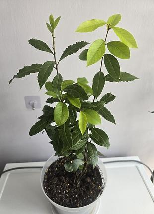 Лавр laurus nobilis 12 рослин в горщику нобіліс лаврове дерево благородний