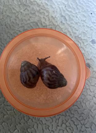 Ахатини імки