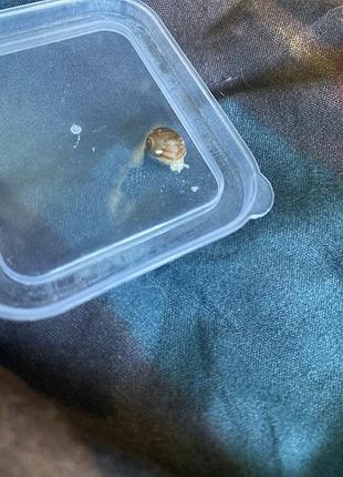 Ахатина тигр