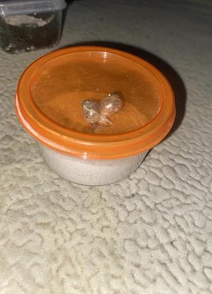 Ахатина фуліка