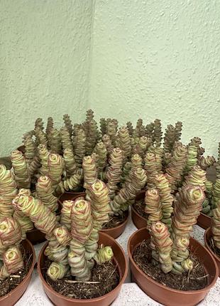 Крассула (crassula marnieriana)