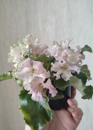 Лист сортовой фиалки ав солнце клеш