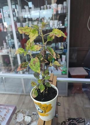 Коллеус сортовый