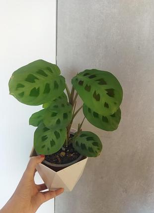 Маранта карховина
maranta kerchoveana растение