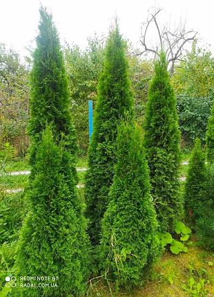 Туя западная смарагд 200-220см з комом  (thuja occidentalis smaragd )