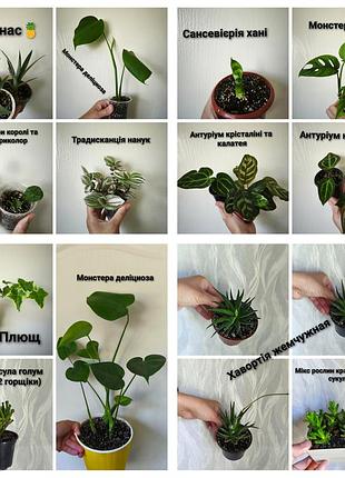 Комнатные растения дифинбахия, сингоним, маранта, антуриум, монстера, традисканция, эпипремнум, хавортия, сингоним, филодентрон,калатея