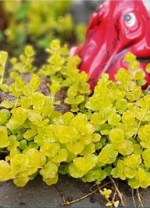 Розпродаж! вербейник жовтий вербозілля ауреа голд